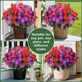 FancyPlus 20-inch bloom spread when fluffed supports full, airy arrangements.