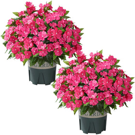 FancyPlus foam-insert setup demonstrates quick, tool-free arrangement for instant display.