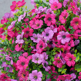 Fanfantoey outdoor flowers close-up showing silk texture and color detail