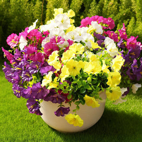 Fanfantoey morning glory bundles on outdoor porch for porch decor