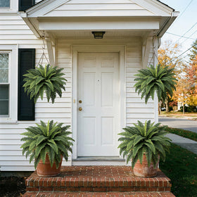 Low-maintenance décor ideal for homes, offices, or events.