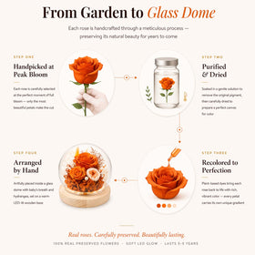 FIACO glass dome display with LED illumination highlighting lifelike petals.