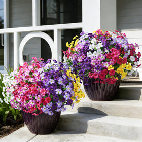 Florisso 20-bundle outdoor flower set ready for quick display.