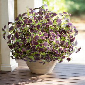 Florisso five-pack lets you craft lush outdoor displays quickly