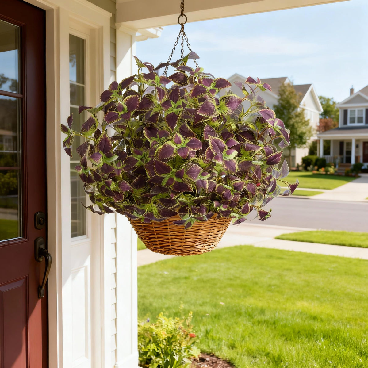Florisso red coleus color adds dramatic contrast to planters