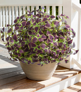Florisso weatherproof design endures sun and rain across seasons