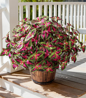 Florisso artificial greenery red coleus 5-pcs ideal for porch accents.
