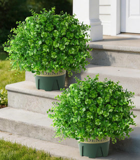 Florisso boxwood topiary trees in pots at the front door for curb appeal