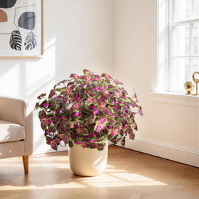 Florisso color rich coleus plants brighten walkways and gardens outside.