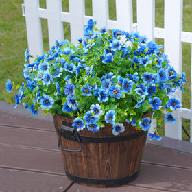 Florisso front-porch garden daisies elevate curb appeal year-round.