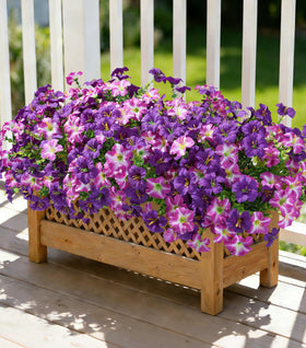 Florisso outdoor flowers with morning glory bundles provide vibrant yard decoration.