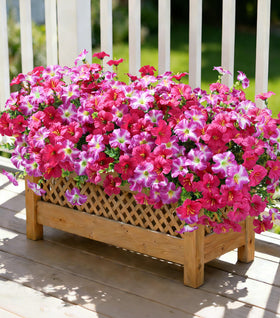 Florisso outdoor morning-glory 20-bundles showcase vibrant color for patios that lasts.