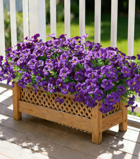 Florisso outdoor morning glory with eucalyptus boosts curb appeal in any yard.