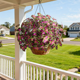 Florisso red coleus leaves for outdoor decor on porches and paths.