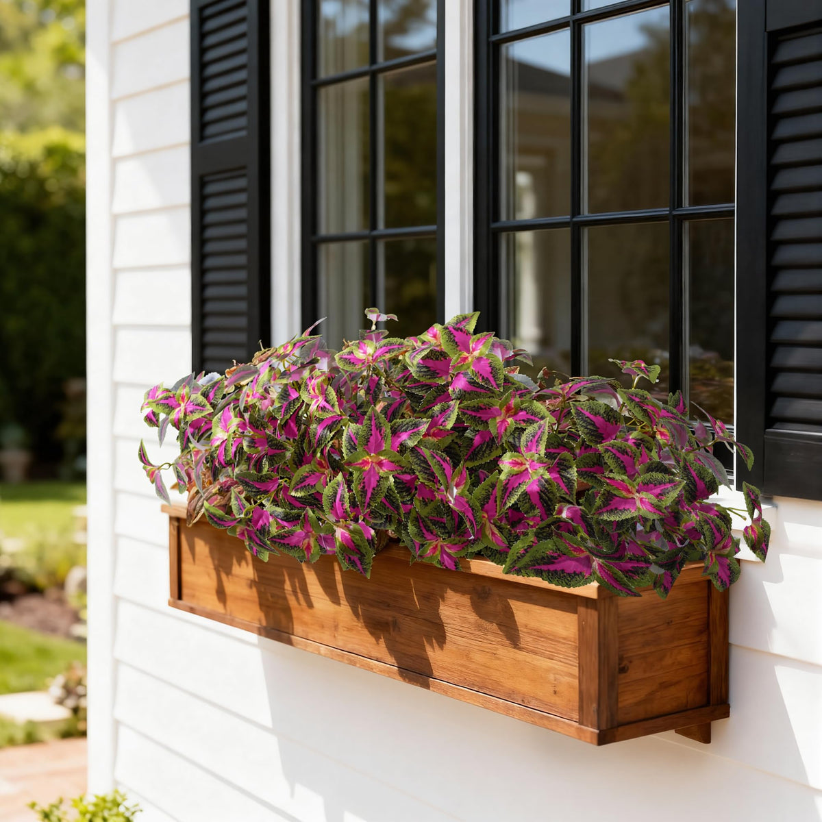 Florisso red coleus plants suitable for porch and front yard display.