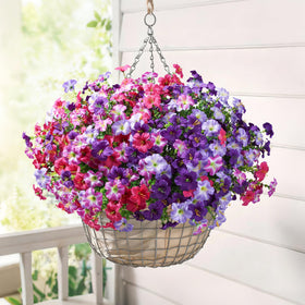 Florisso UV-resistant outdoor flowers maintain color under bright sun.