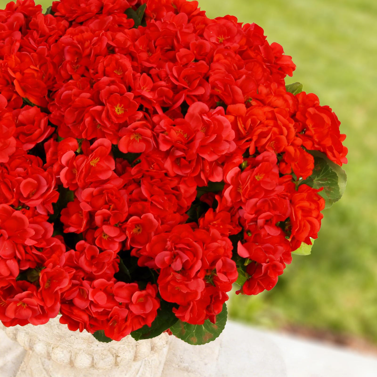 Flortevera outdoor geraniums withstand sun and rain, season-after-season color