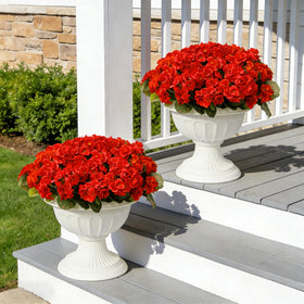 Flortevera geraniums spilling over baskets for lush outdoor display