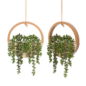 Floweroyal string-of-pearls in wood planter: a decorative touch that stays vibrant with no watering.