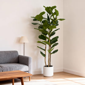 FLRLIVING office reception decor featuring a tall fiddle leaf fig tree