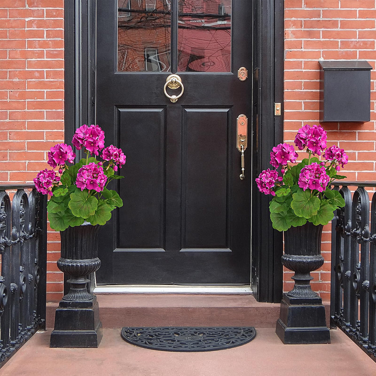 FOREST PRINCE 18-inch geraniums for windowsills and courtyards