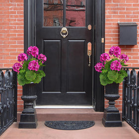 FOREST PRINCE 18-inch geraniums for windowsills and courtyards