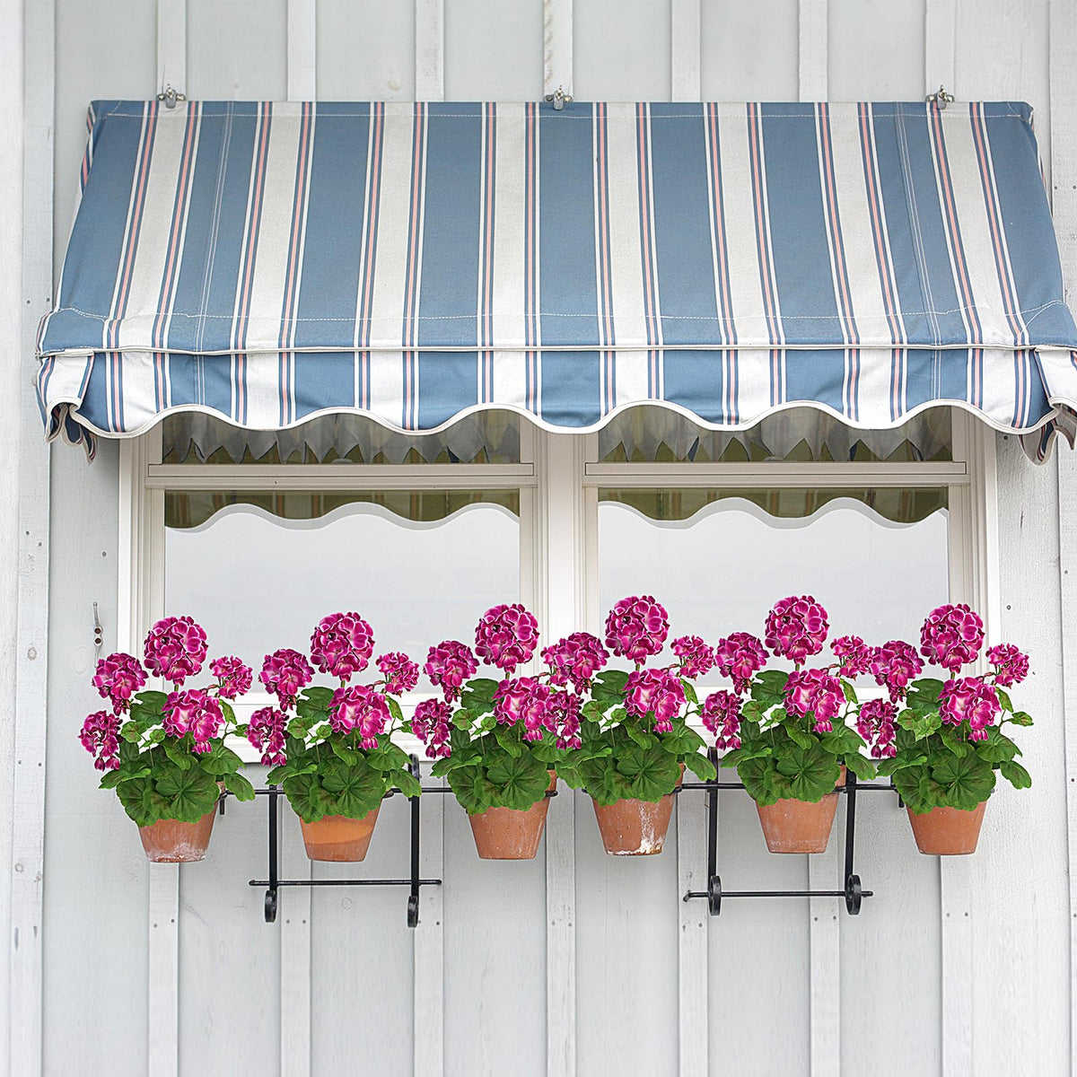 FOREST PRINCE all-weather geraniums on porch or window box display
