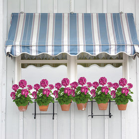 FOREST PRINCE all-weather geraniums on porch or window box display