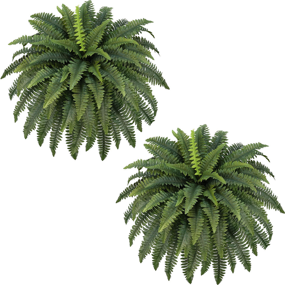 Forest Prince Boston fern 42-inch bundle ready for outdoor display.