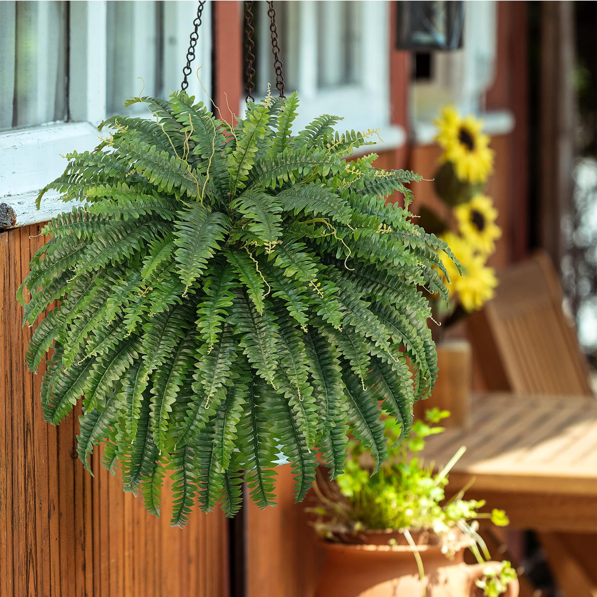 Easy care FOREST PRINCE ferns dusting and maintenance
