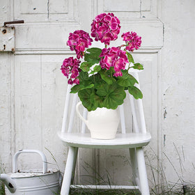 FOREST PRINCE easy-care silk geraniums dry-clean friendly and maintenance-lite