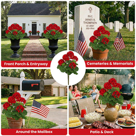 FOREST PRINCE geraniums window box display with vibrant blossoms