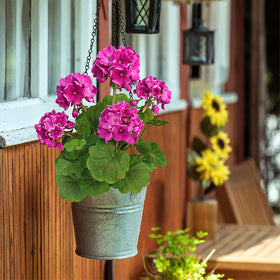 FOREST PRINCE outdoor geraniums on porch or patio decor