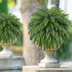 FOREST PRINCE fern display on porch or windowsill setup