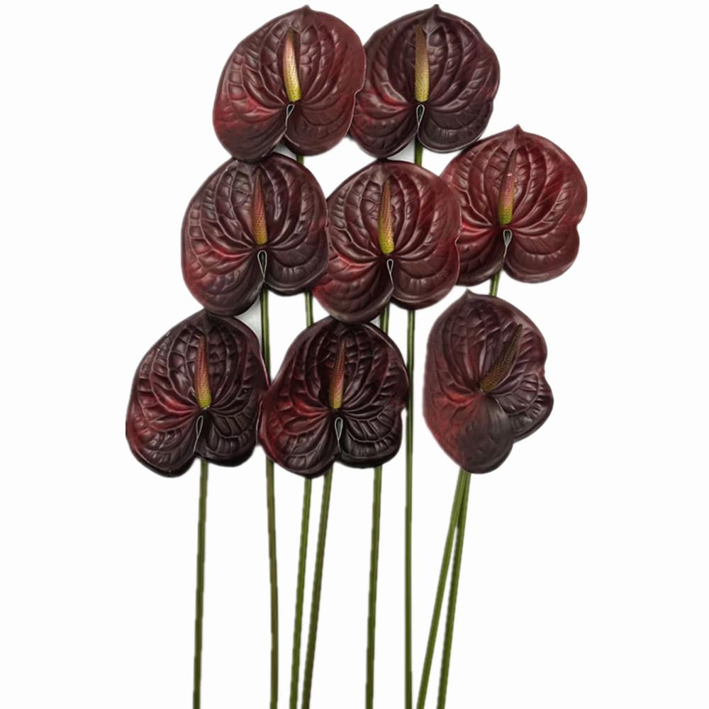Forestmistry burgundy anthurium ideal for parties and celebrations
