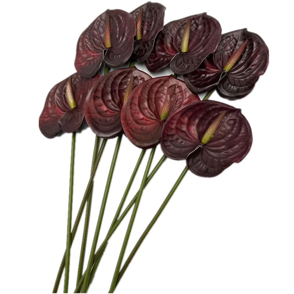 Forestmistry burgundy anthurium flower head size close look