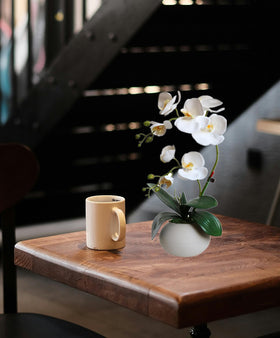 Forlaoers indoor-outdoor orchid height and width help room planning.