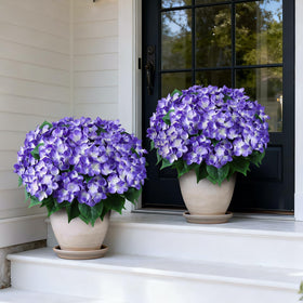 Two-set hydrangea topiary side view enhances entryway decor.