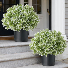 Foteewl boxwood topiary set front view for inviting front-door decor
