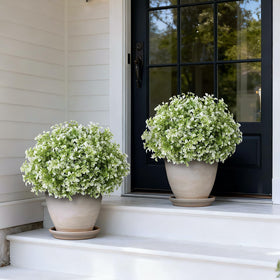 Foteewl boxwood topiary set side view showing compact outdoor display