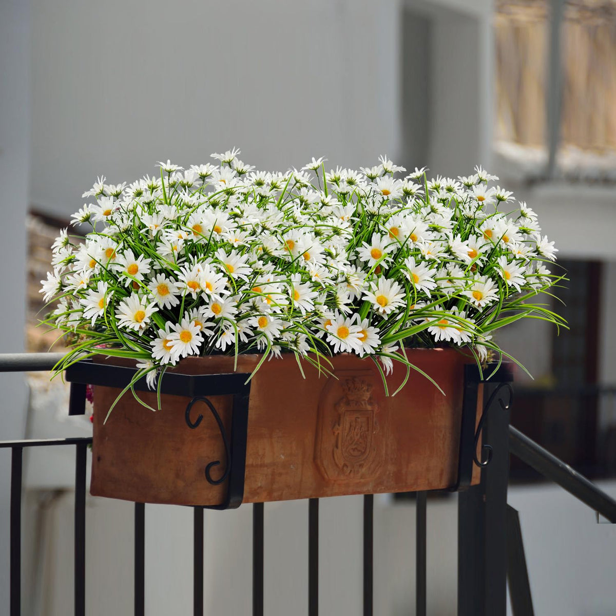 FOUSUKA daisy heads close-up showing silky texture and vibrant color
