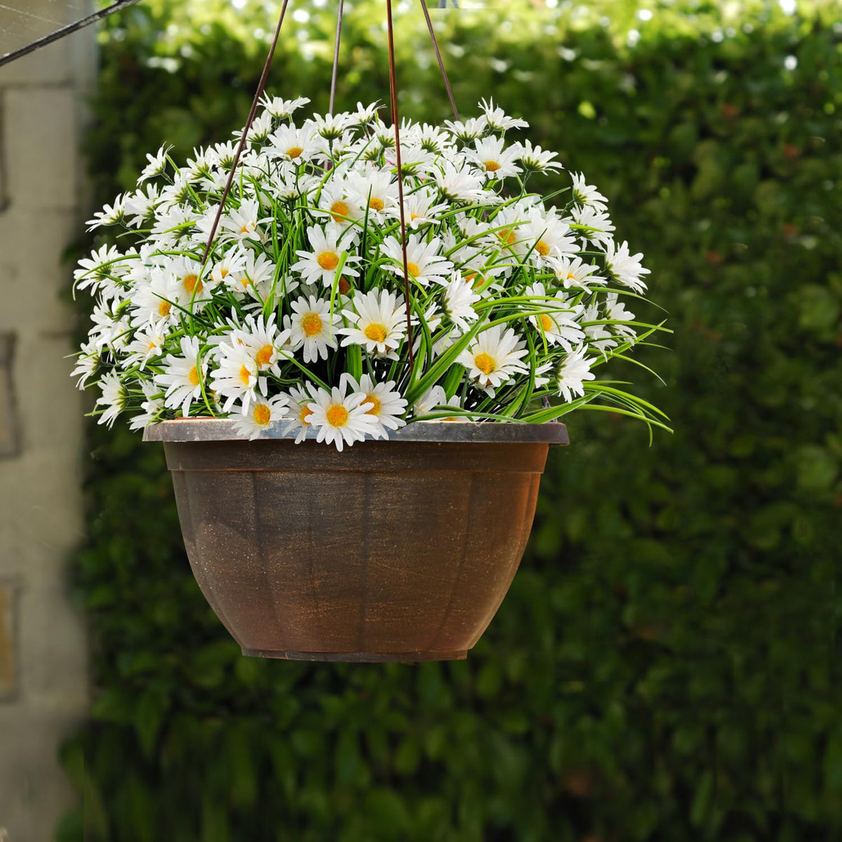 FOUSUKA daisies decorating a front porch and garden display