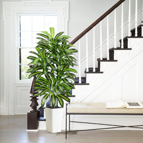 FSOHOI 5ft floor plant in living room setup with white planter