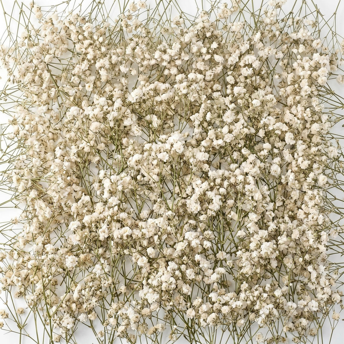 Fumete mini dried baby's breath ivory 200pcs for rustic wedding decor