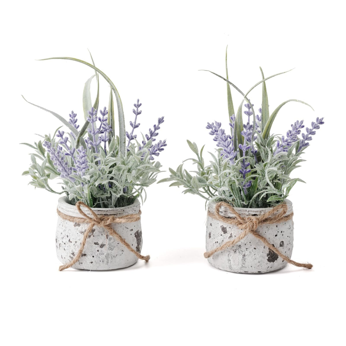 Fuxdre lavender in pot close-up, lifelike decor for living room shelves.