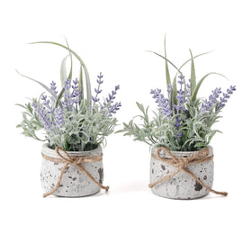 Fuxdre lavender in pot close-up, lifelike decor for living room shelves.