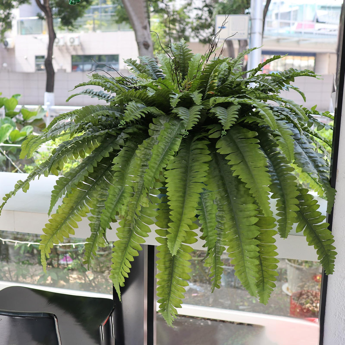 No watering needed; Galebeiren ferns stay vibrant year-round