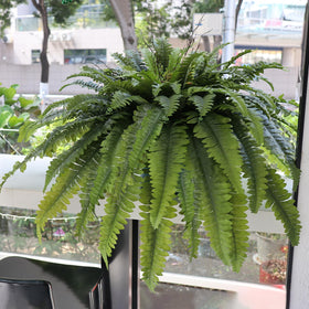 No watering needed; Galebeiren ferns stay vibrant year-round