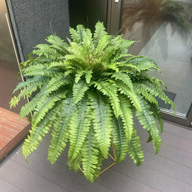 Galebeiren fern on outdoor porch, weather-resistant and maintenance-free