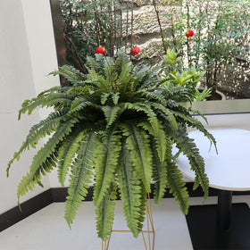 Heat restores bent stems to their original Galebeiren fern shape